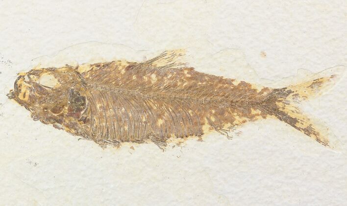 Knightia Fossil Fish - Wyoming #48185